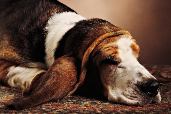 A dog with big ears sleeping on the carpet