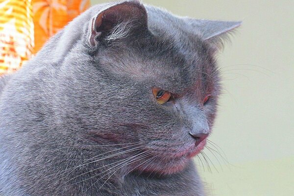 Gato azul con bigote