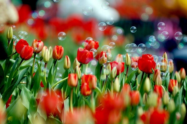 Prise de vue macro de bulles de savon sur les tulipes en fleurs