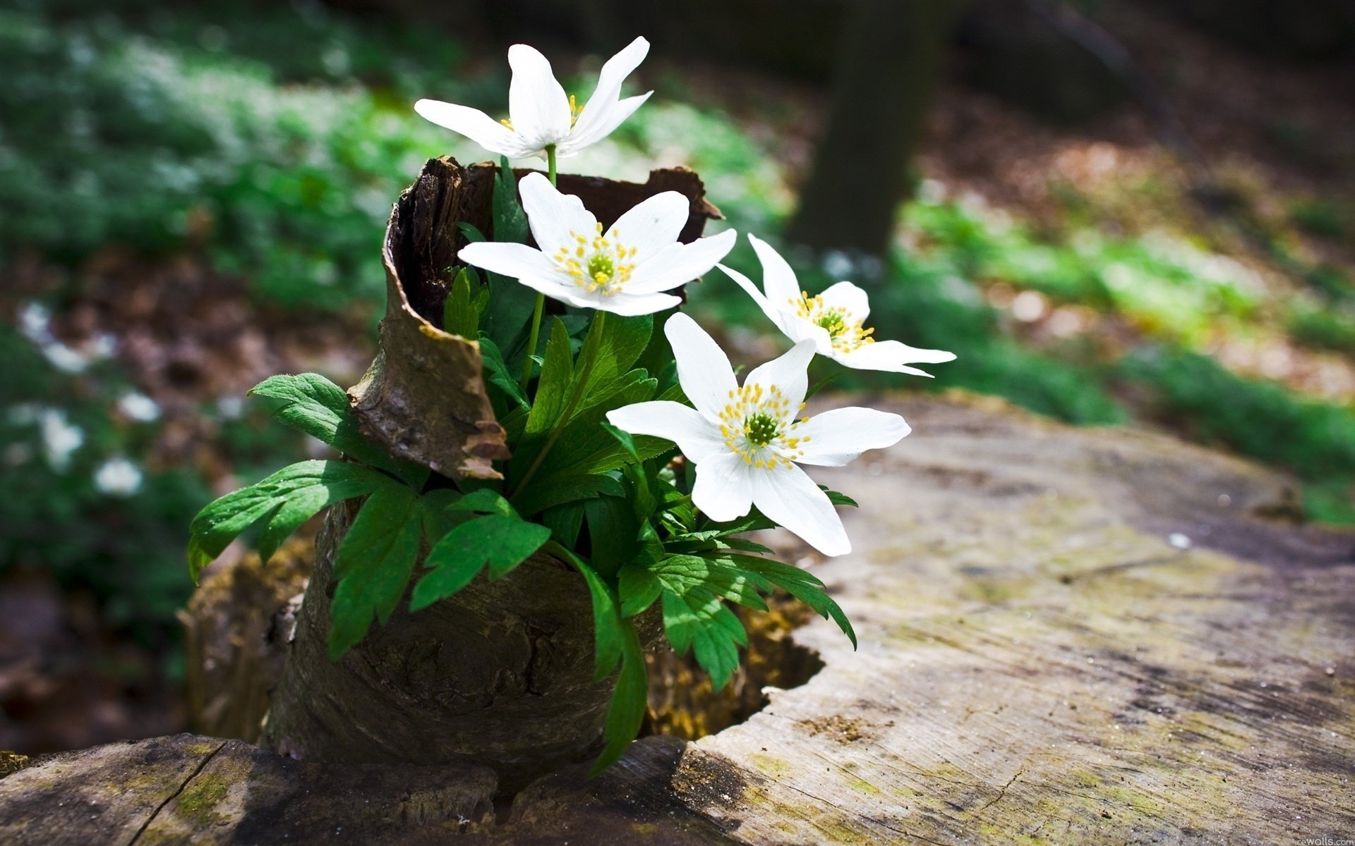 blumen saf kichererbsen makro natur blütenblätter stumpf rinde