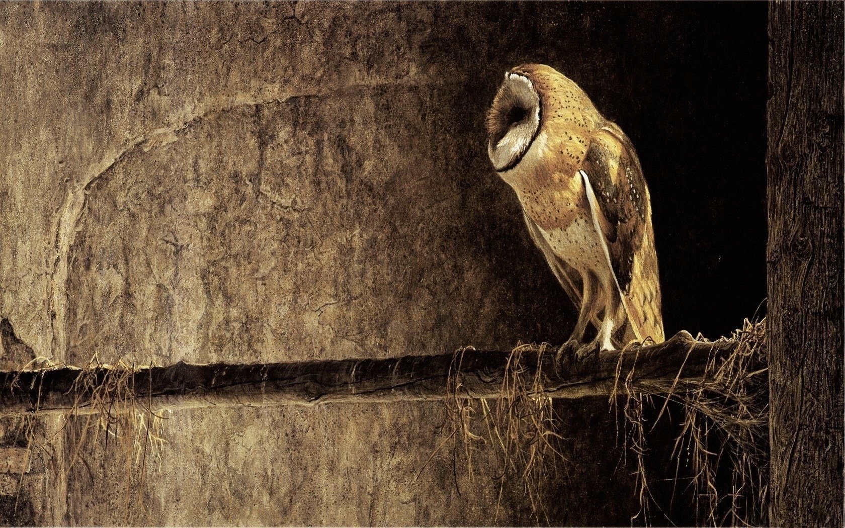 pájaro búho lechuza fondo árbol rama noche