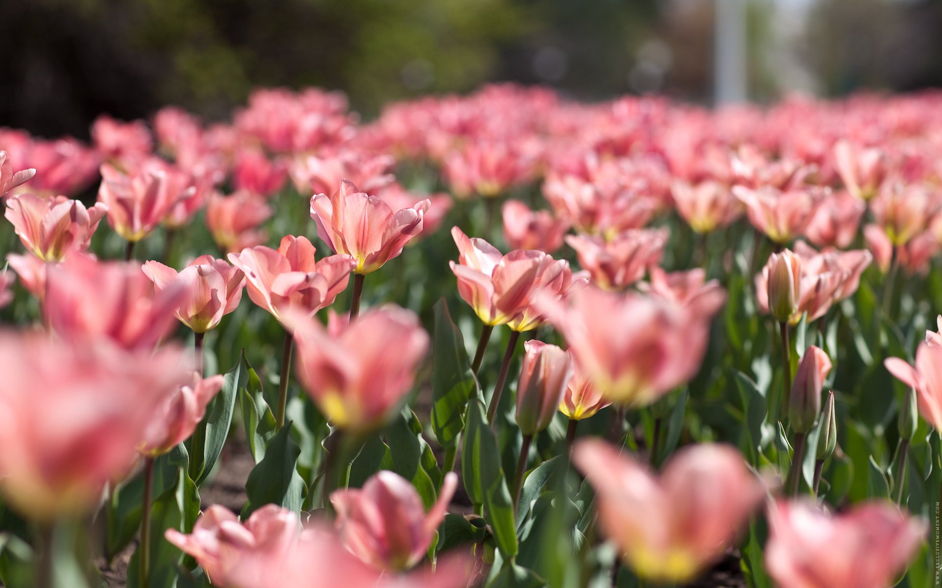 fleurs nature doux roses tulipes printemps champ de fleurs