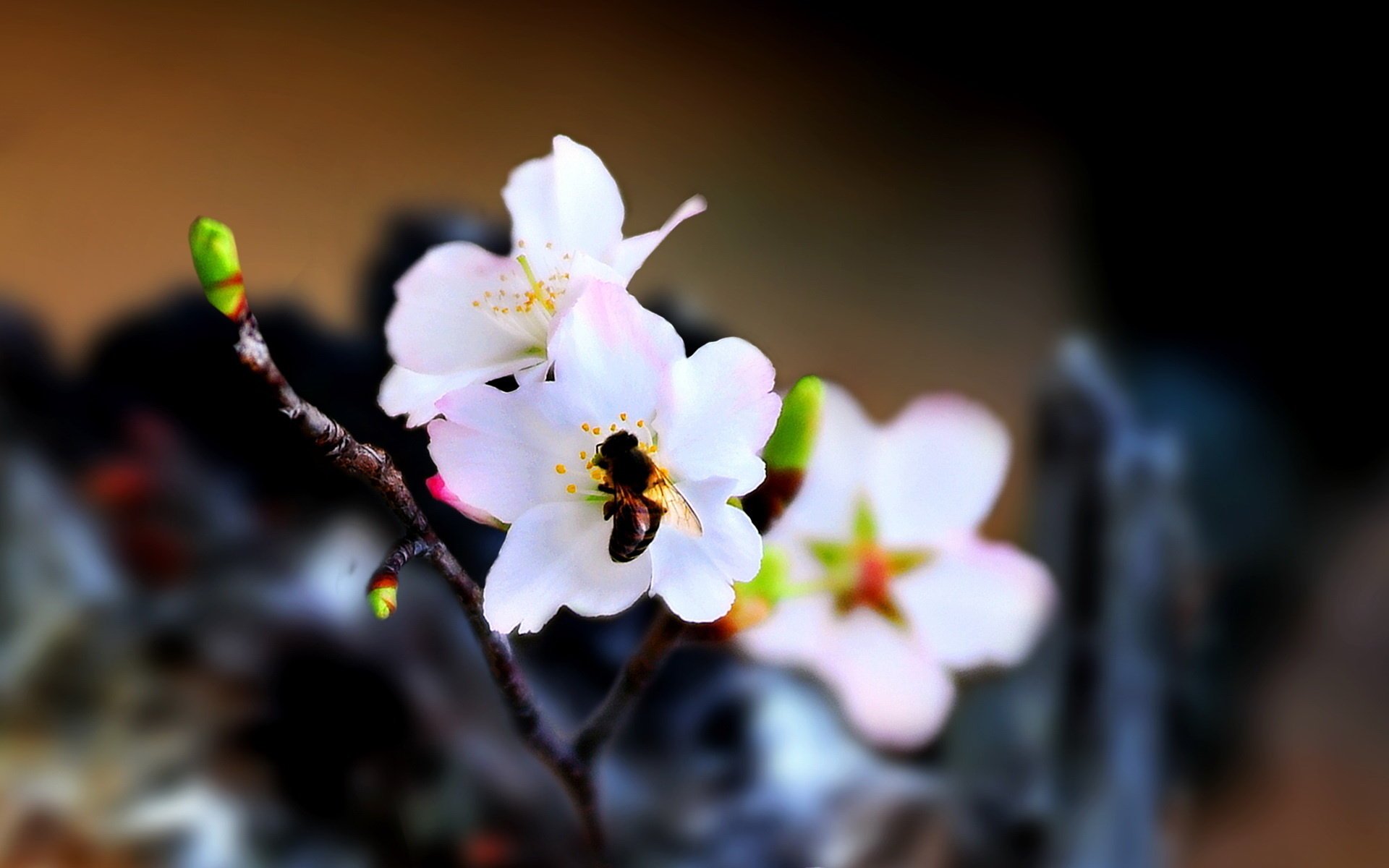 blumen sed ric frühling tiere insekten makro biene frucht zweig