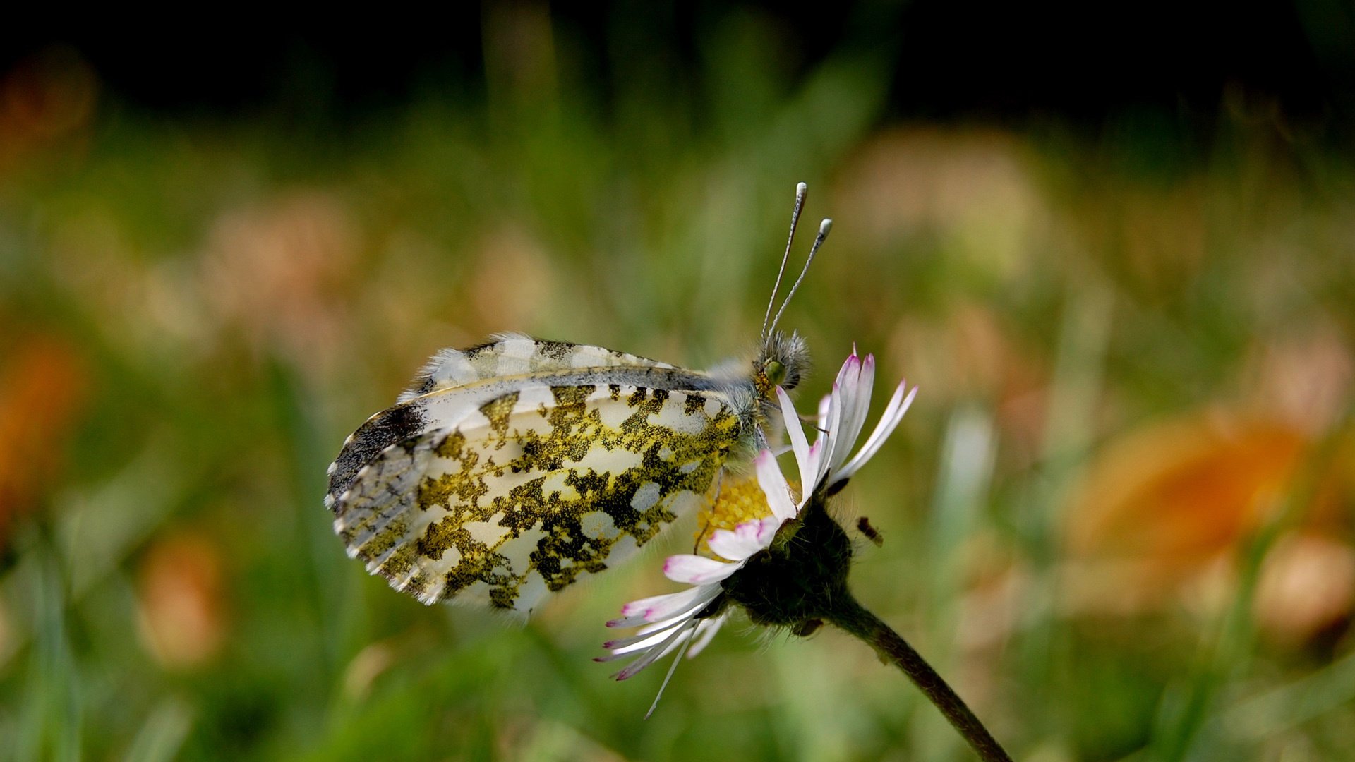 flowers red blay animals butterfly insects macro