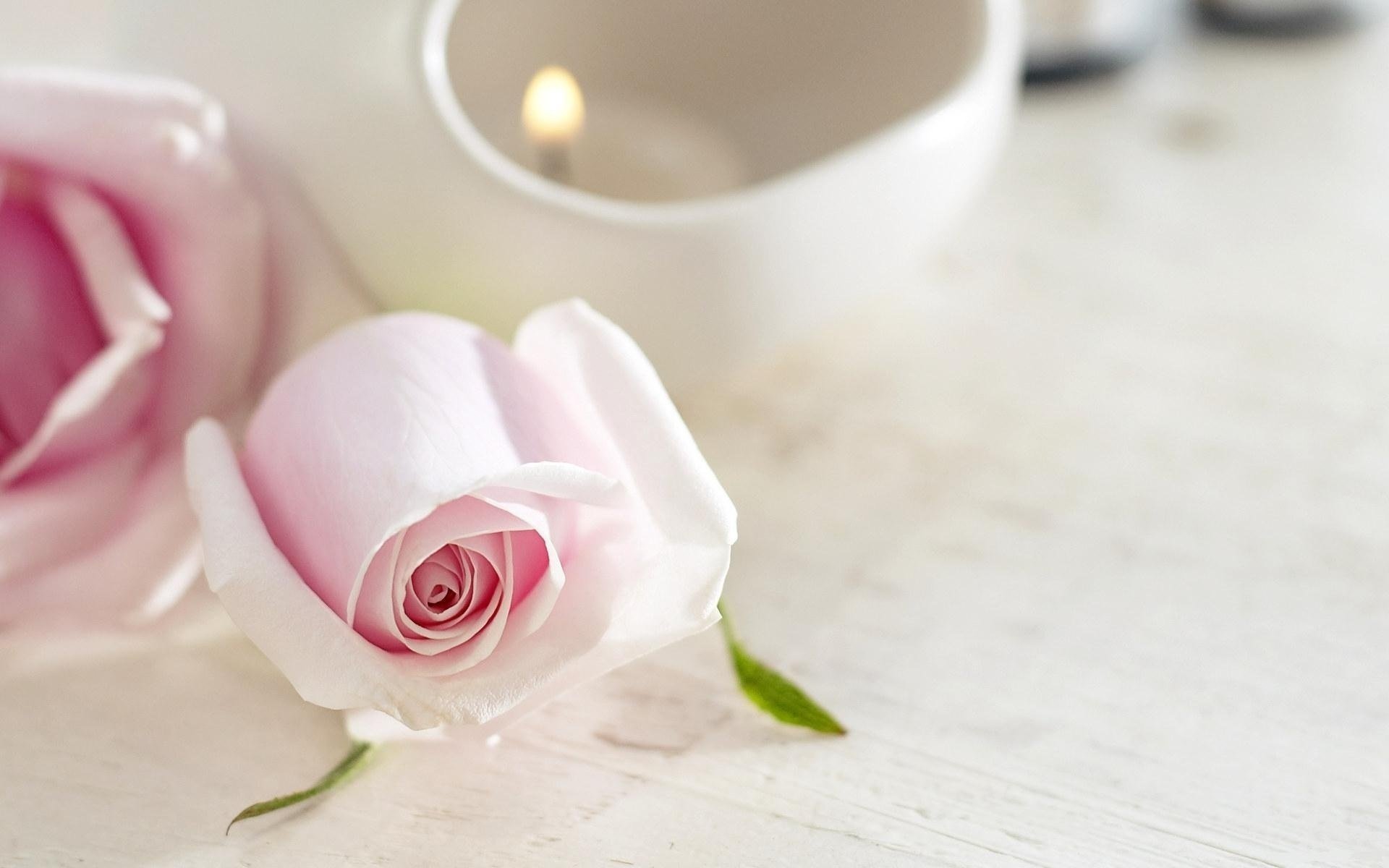 flower flowers candle rose tenderness macro rose