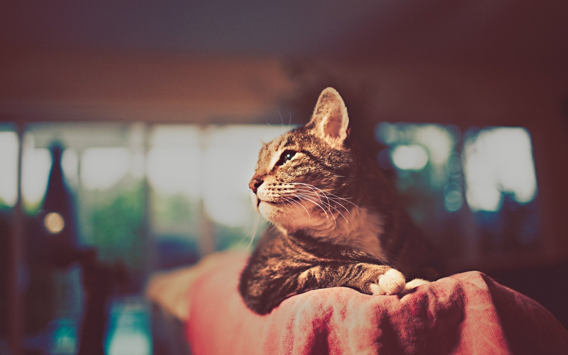 katze schnauze pfoten bilder hintergrundbilder schnurrbart hintergrund wolle katze profil unschärfe ohren zimmer tiere katze blick miau miau miau schnauze