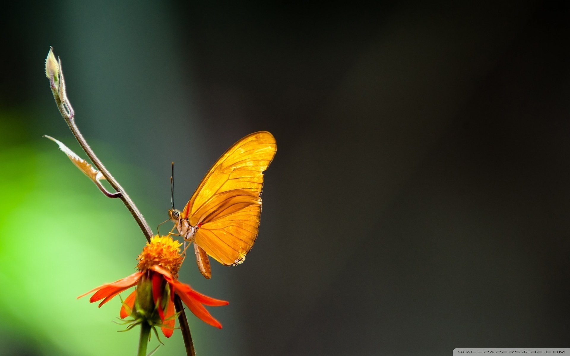 nevs flowers macro animals butterflies insects macro