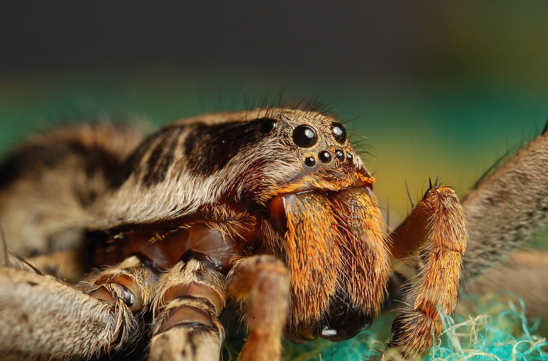 araña aguijón ojos miradas insecto macro fondo verde animales