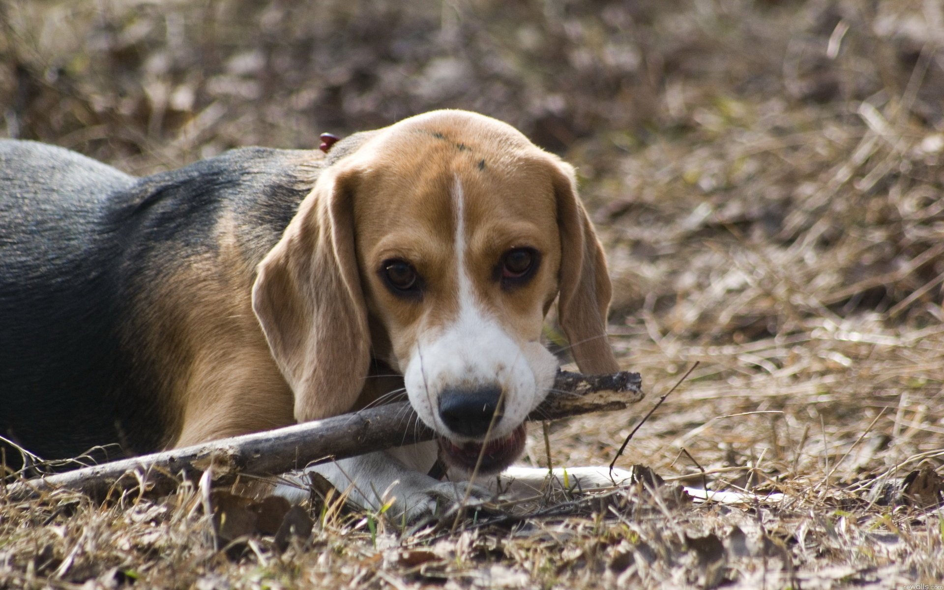 dog beagle friend mind stick toy animals dogs woof-woof-ry-ry muzzle