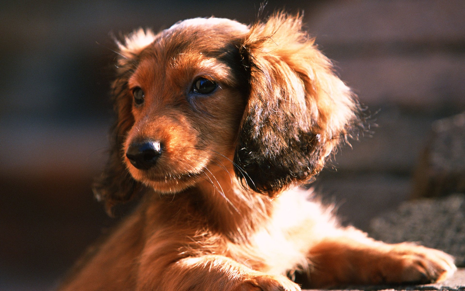 cane bassotto cucciolo sguardo amico mente fedeltà animali cani woof-woof-ry-ry muso occhi orecchie sole cane