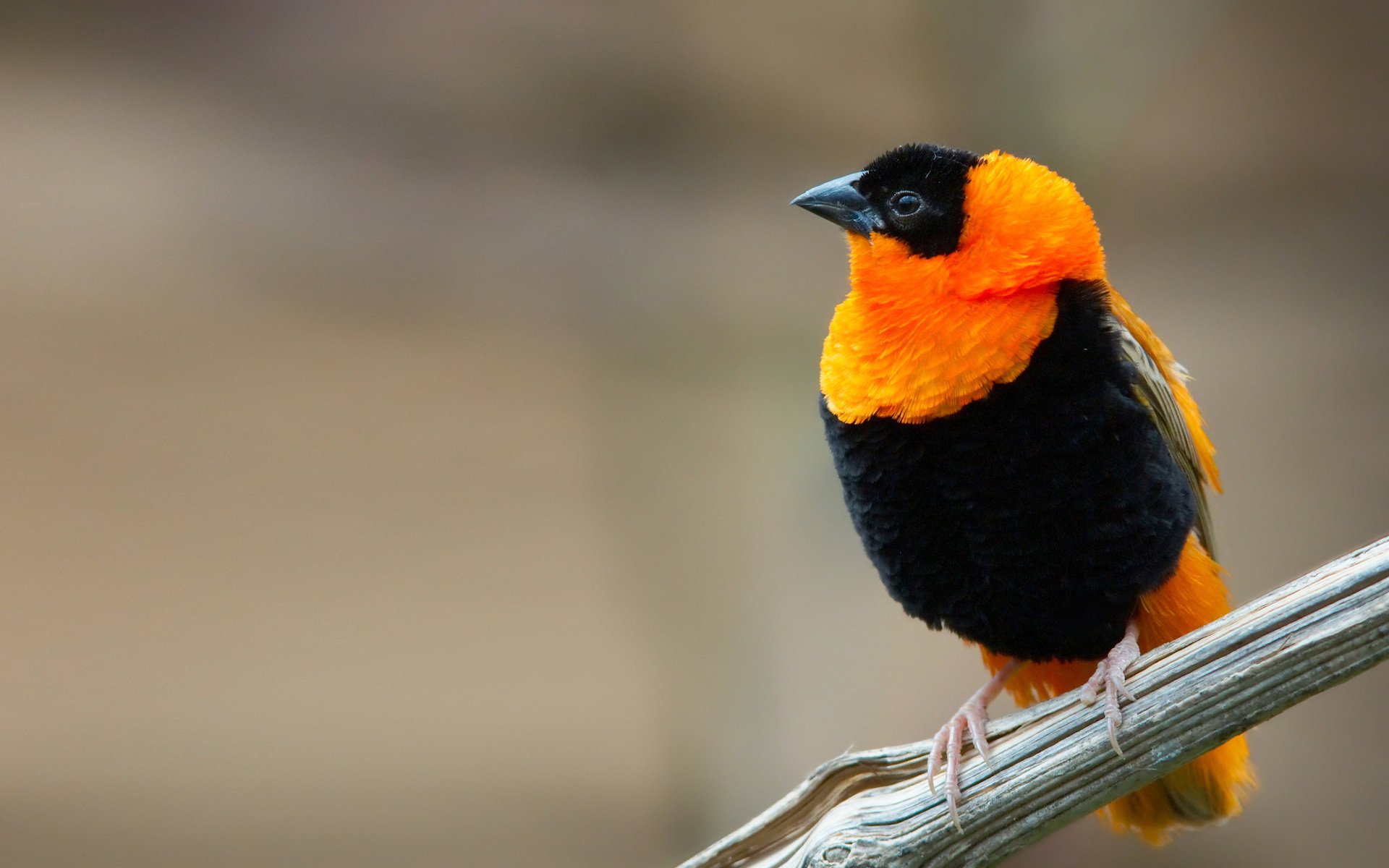 negro aves colores amarillo plumas macro animales