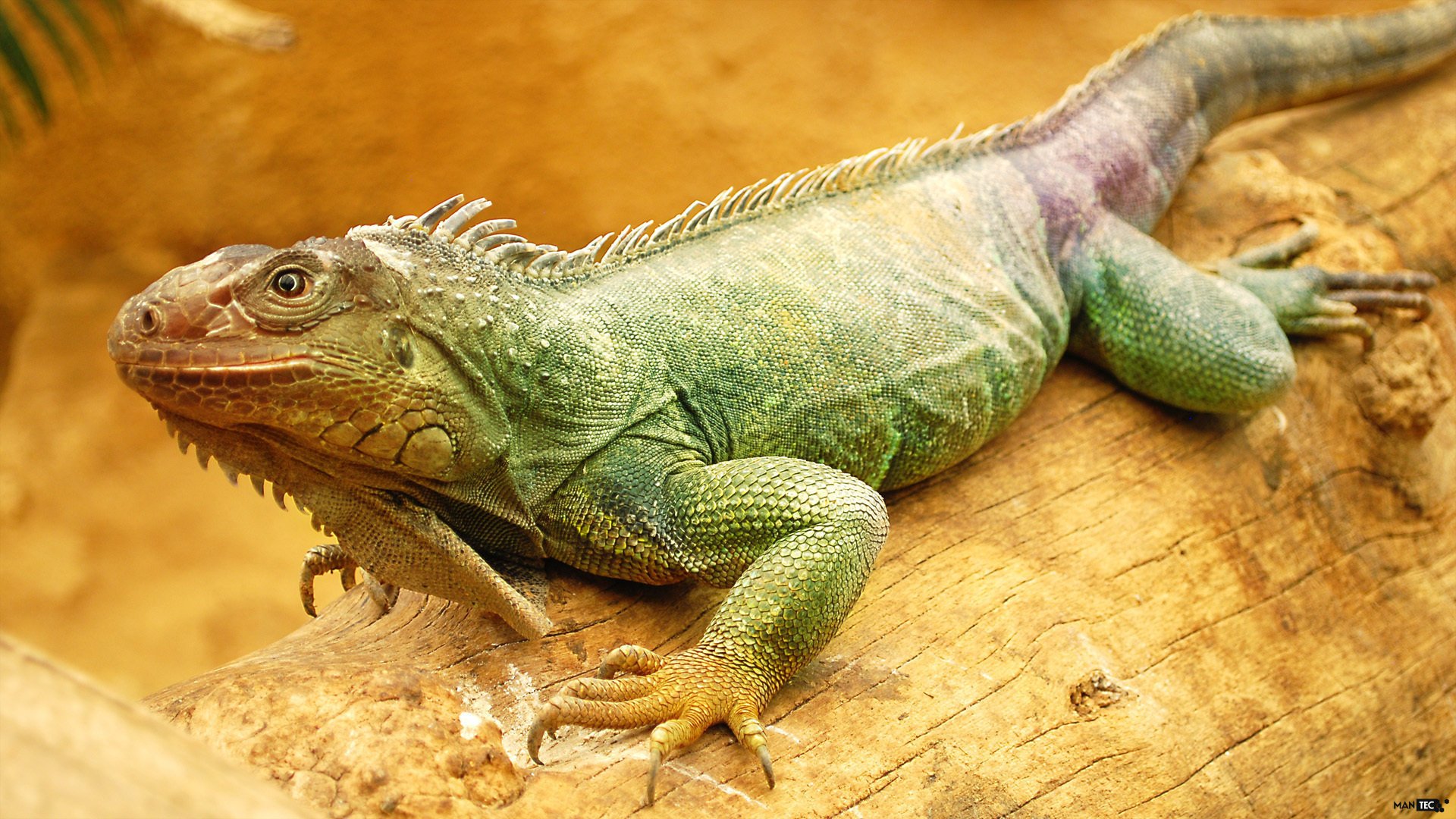 leguan reptil augen haut textur tiere