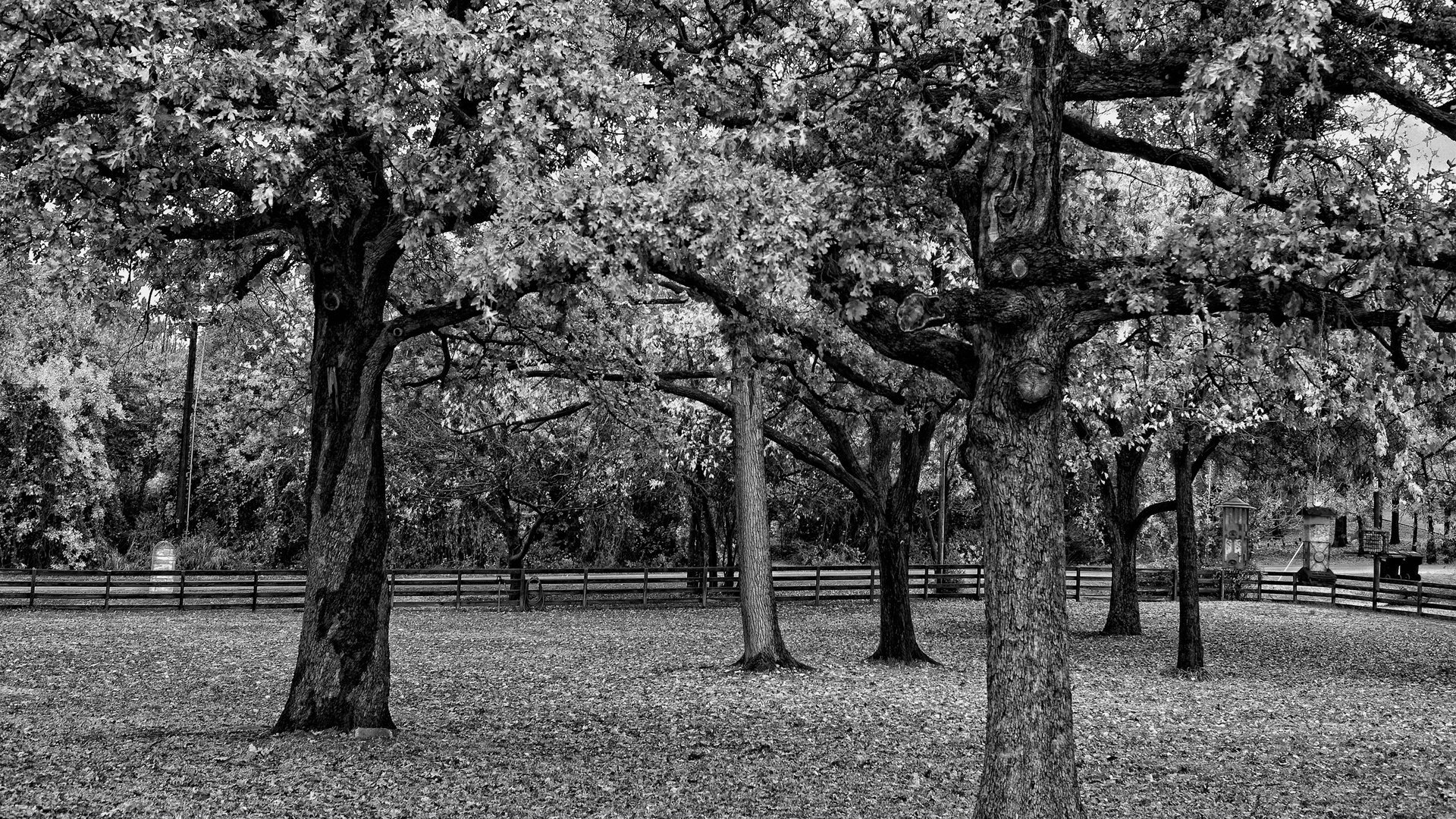 czerwony ble natura las drzewa żywopłot czarnobrody park ogrodzenie ogrodzenie b-w liście jesień