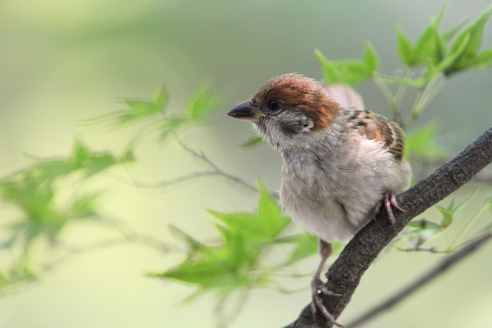 moineau oiseaux nature à plumes animaux gros plan