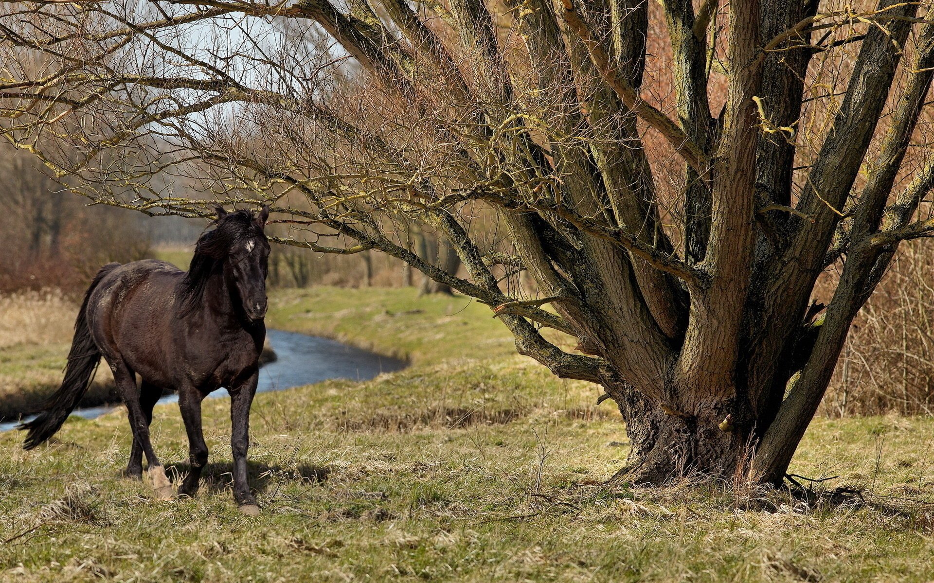 caballo árbol naturaleza verano caballo abrevadero pasto hierba río bosque semental caballo negro ramas animales ungulados caballos árboles