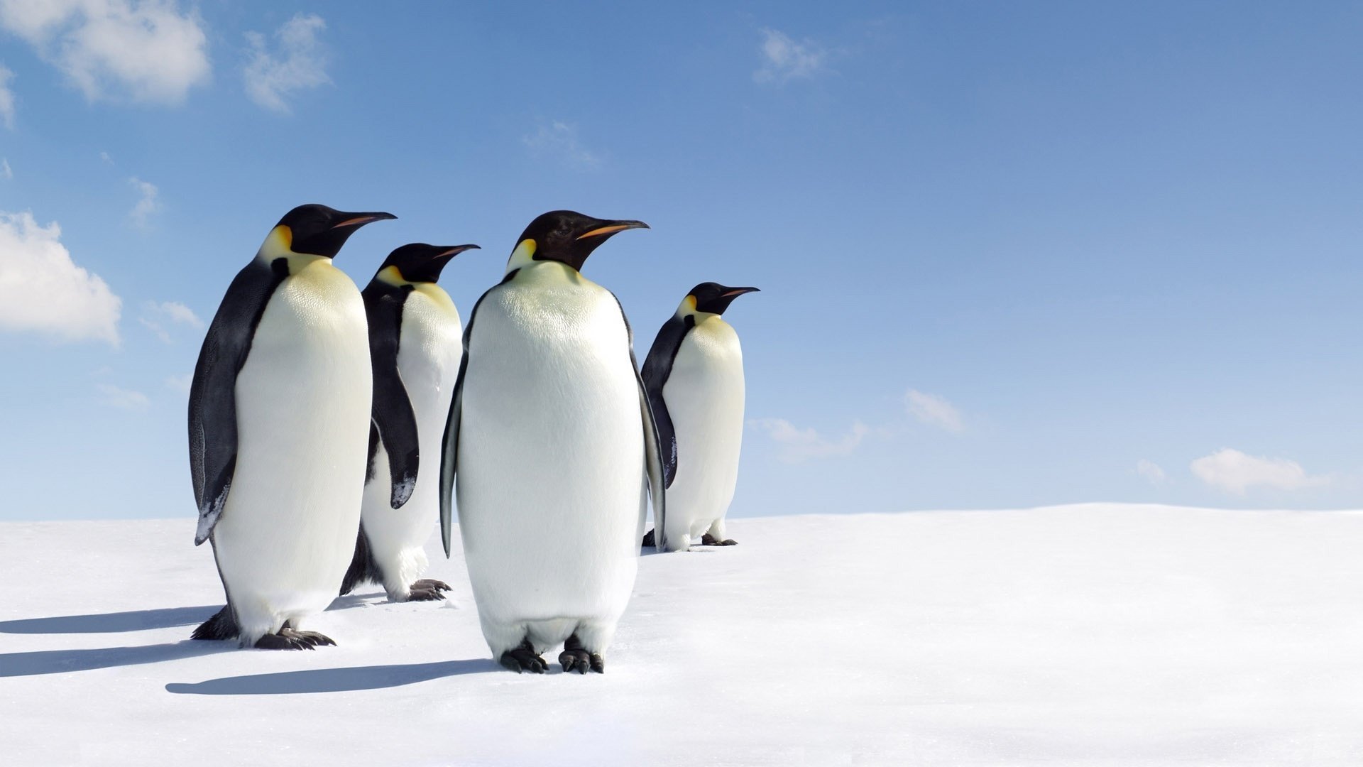 pinguini uccelli animali neve nord cielo nuvole famiglia inverno