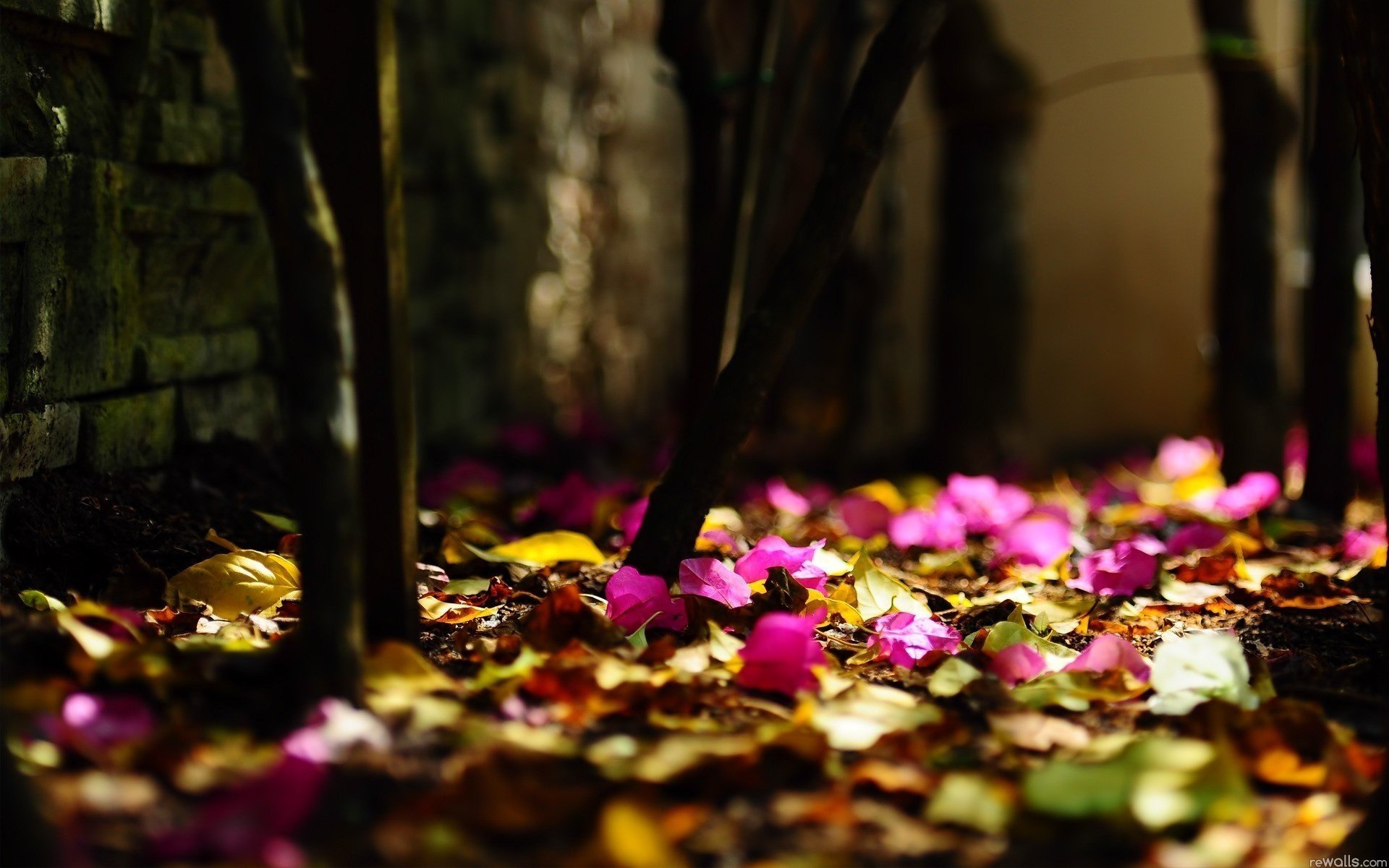 cook kate leaves foliage blur different colors autumn