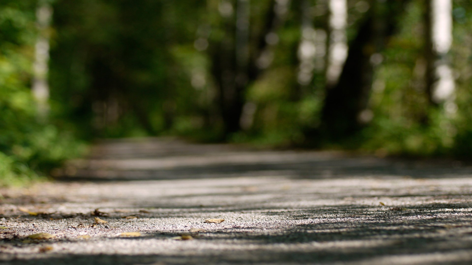 ner cov strade foresta verde terra foglie