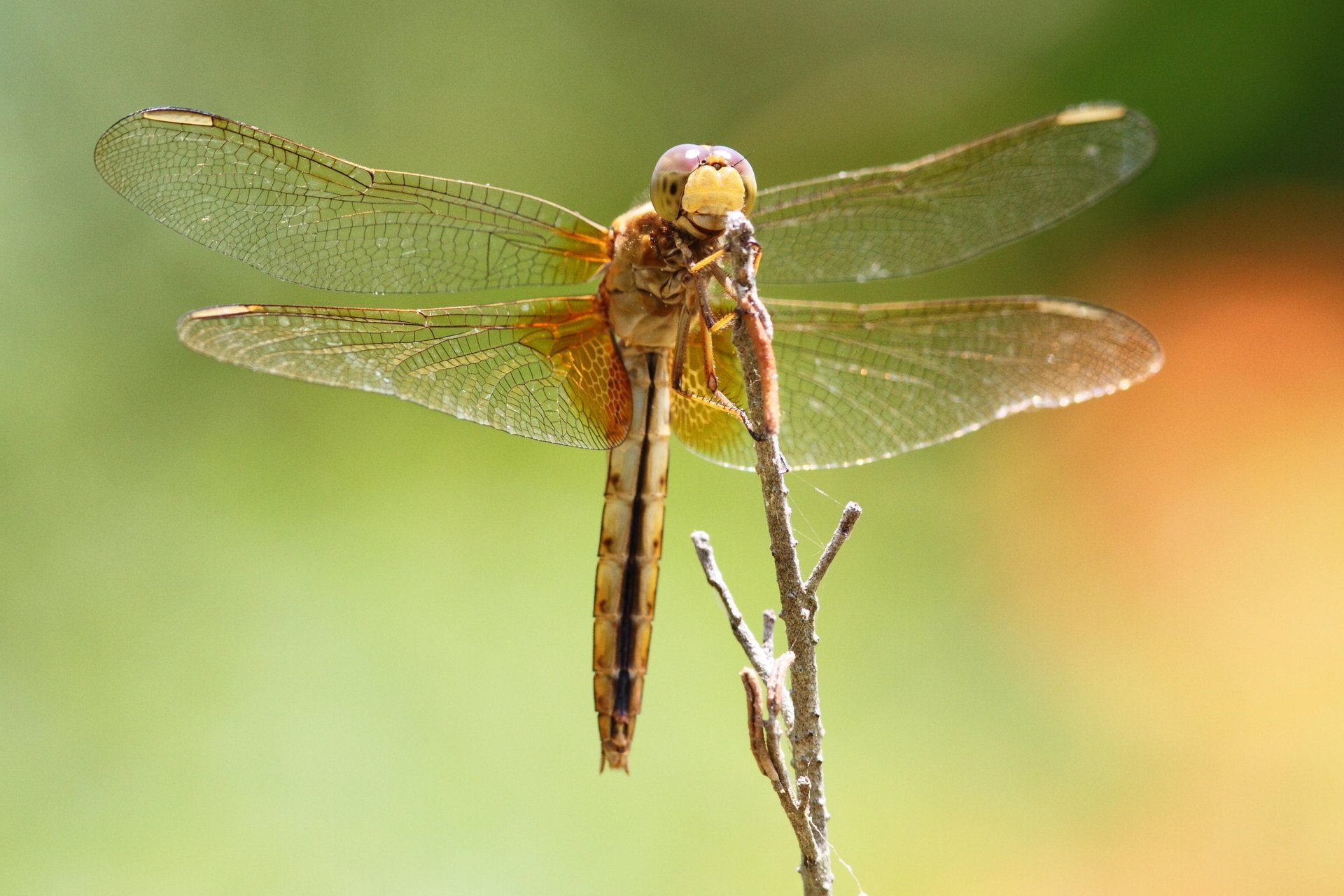 libélula ojos libélula insecto macro animales