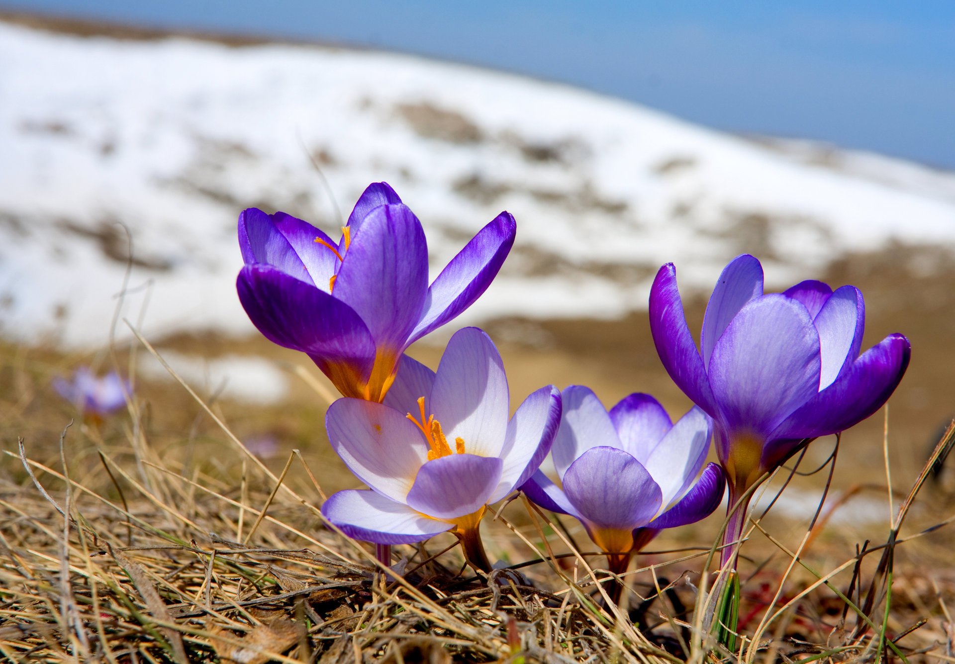 fiori primavera crochi fioritura natura primula neve