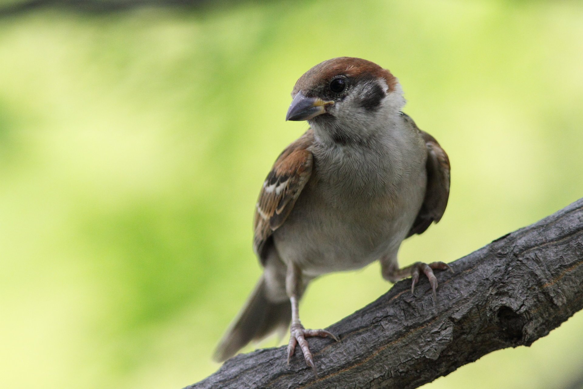 wróbel ptaki natura pierzaste makro zwierzęta