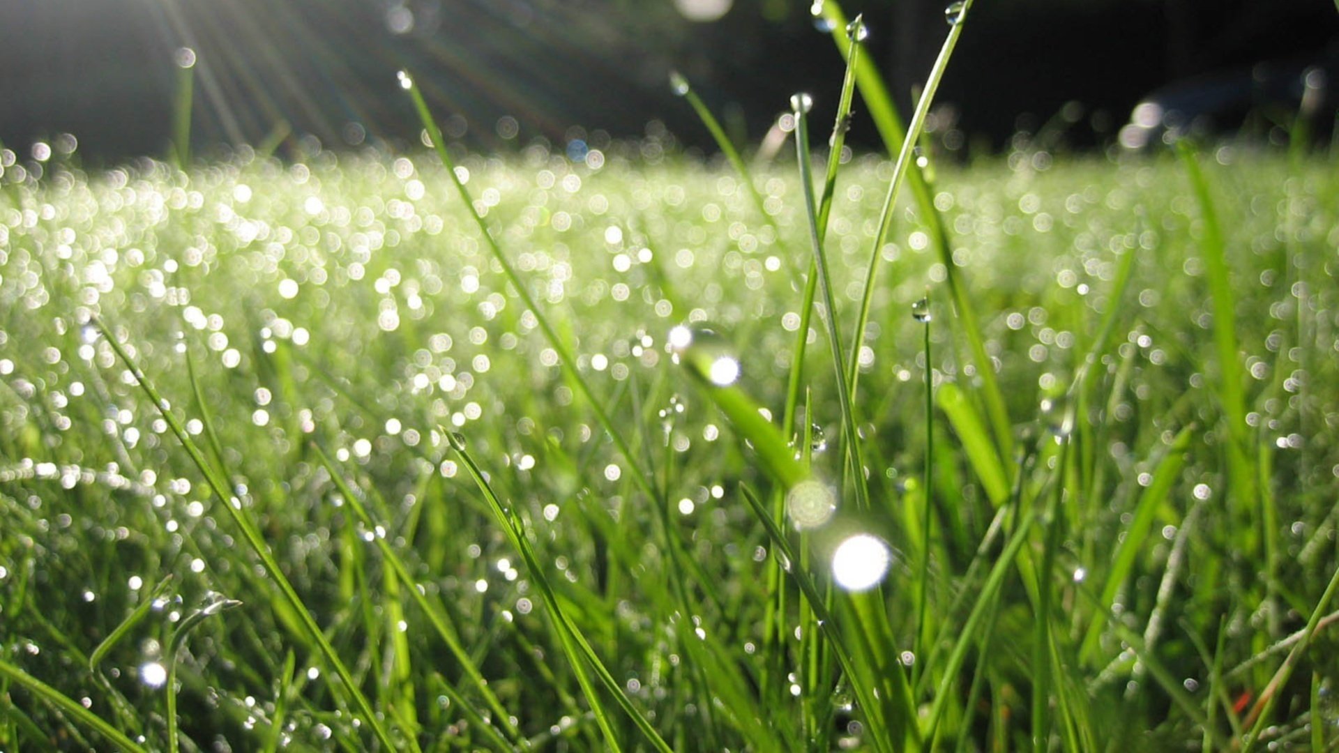 glade macro red blay greens grass drop