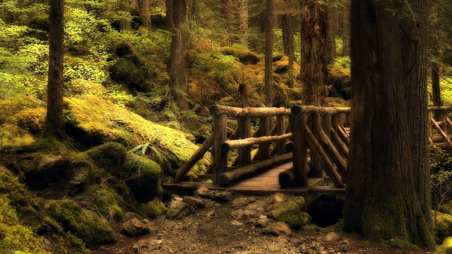 rosso ble natura foresta ponti alberi strada terra rocce boschetti foglie muschio