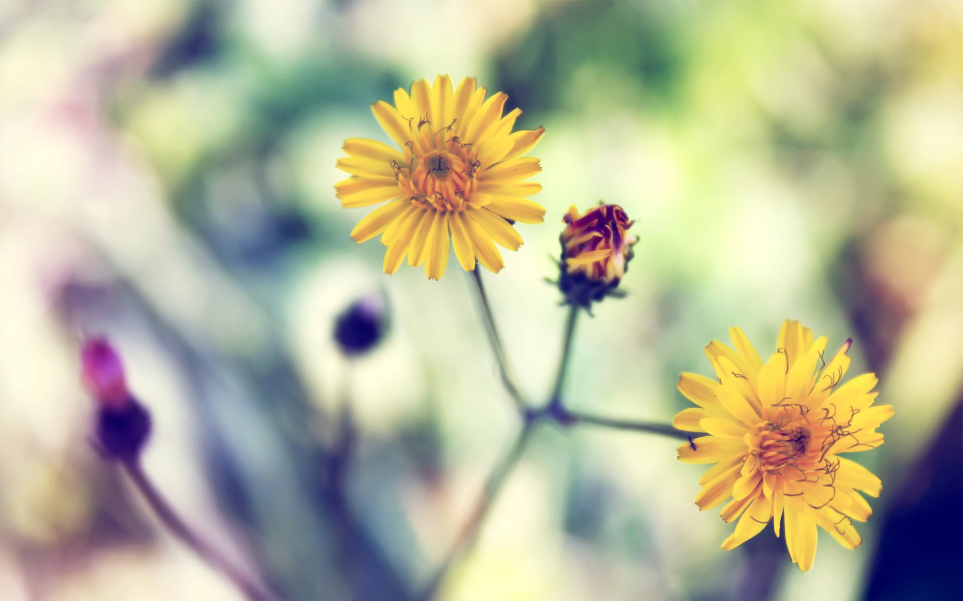 flowers asteraceae cook kate macro nature summer