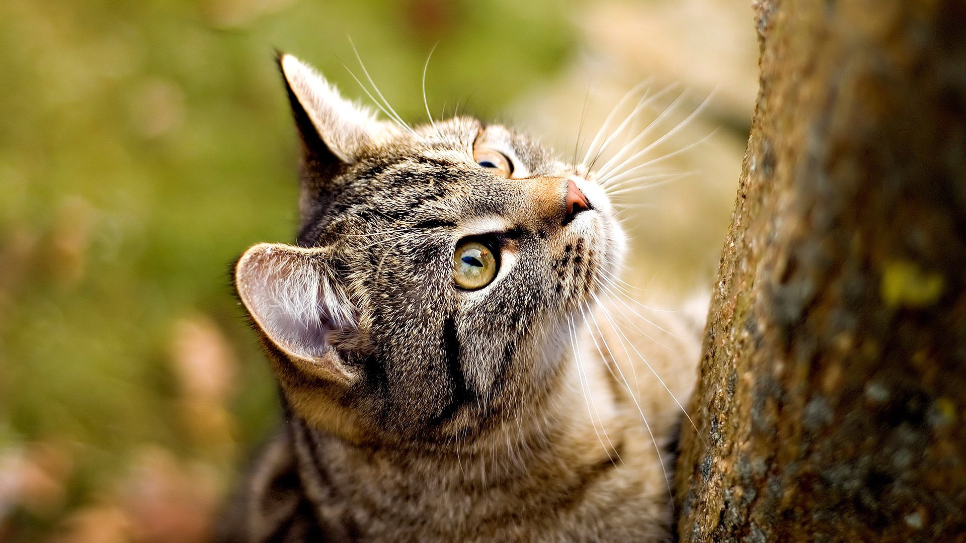 rojo ble animales felinos gato-gato-miau-miau ojos hocico mirada gatos