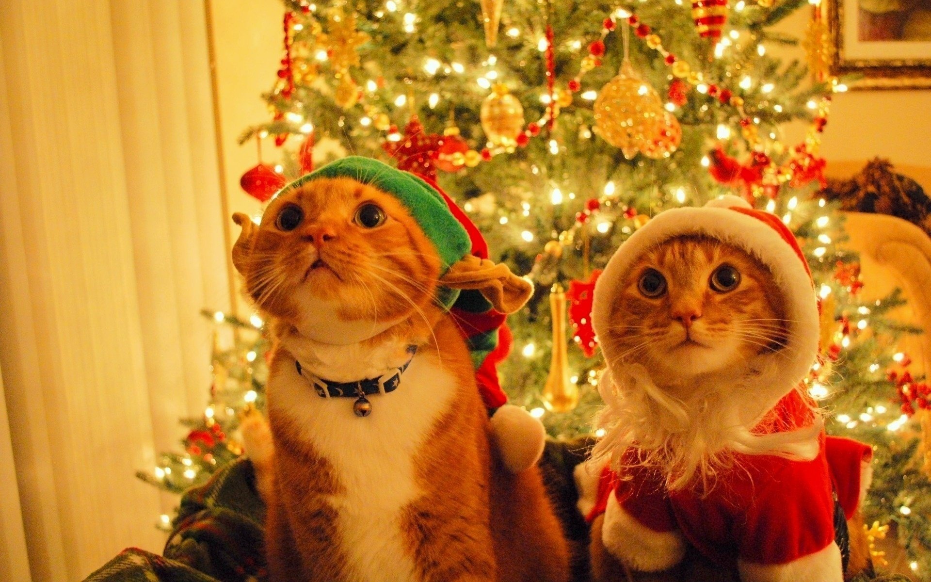 chats animaux de compagnie gprlanda k nouvel an vacances chats chapeaux costumes drôle créatif arbre de noël lumières décoration collier moustache museau regard rousses jouets de noël guirlande animaux félin kis-kis-miaou-miaou décorations de noël kote elf père noël chapeau