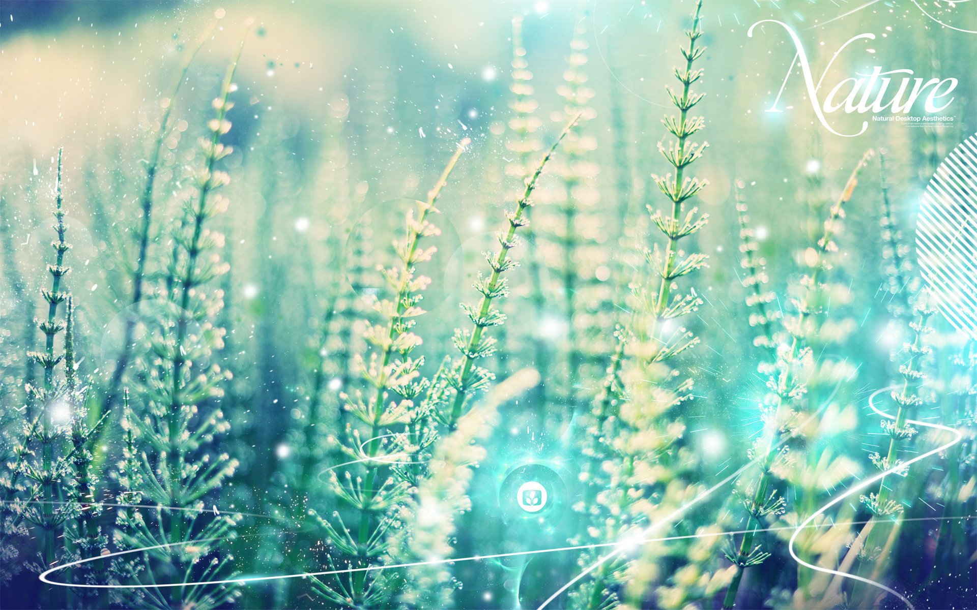 nature horsetail cuv nek textures macro field nature gra