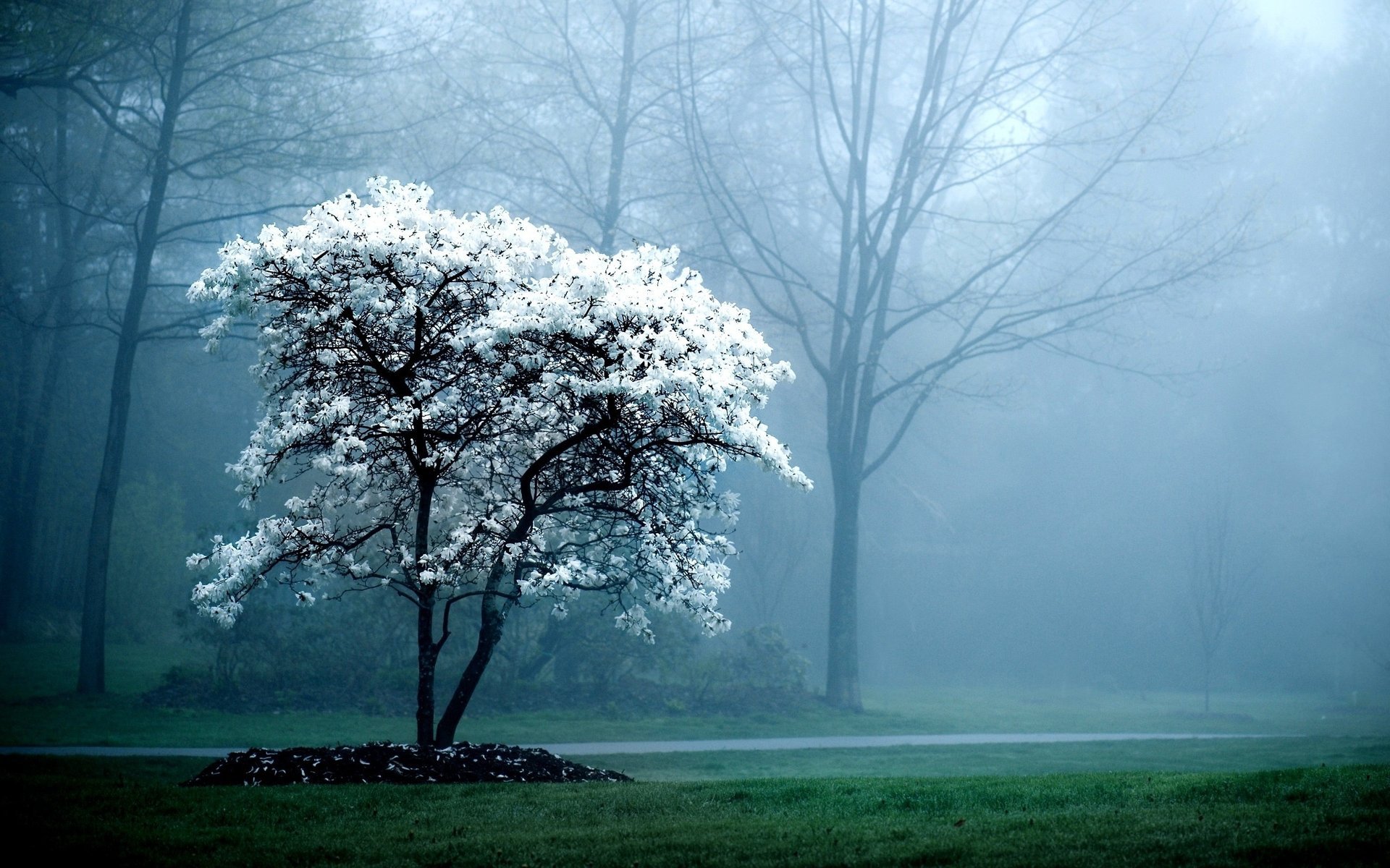 blumen weißer baum kochen köthen frühling bäume nebel erde gras