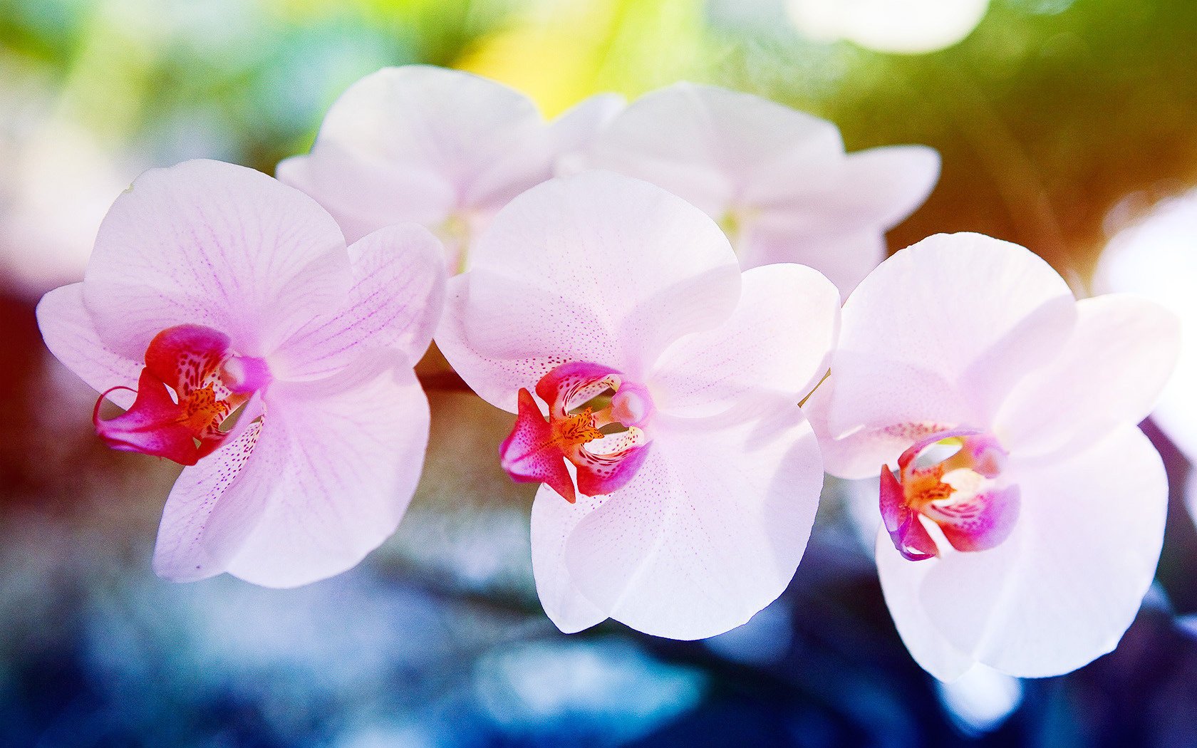 flowers orchid macro orchid tenderness flowering flowers smell quality joy fruits spring