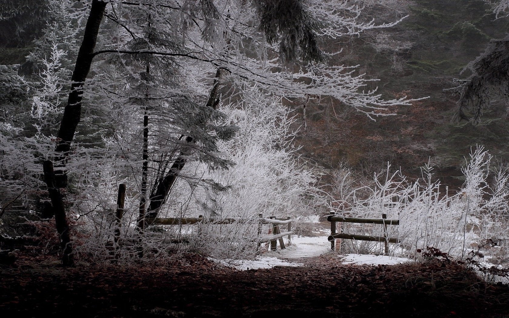 ak pac schnee winter wald natur brücken schwarzweiß bäume ort zweige