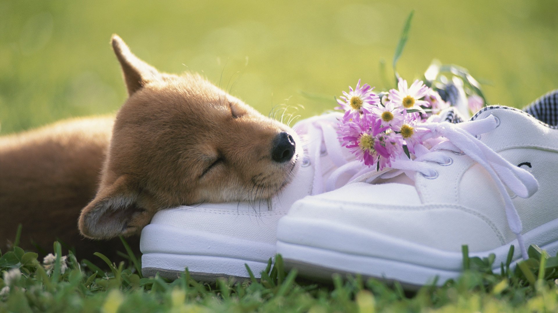 flowers dog puppy friend mind dream shoes grass shoelaces animals dogs woof-woof-ry-ry bouquet shoes muzzle