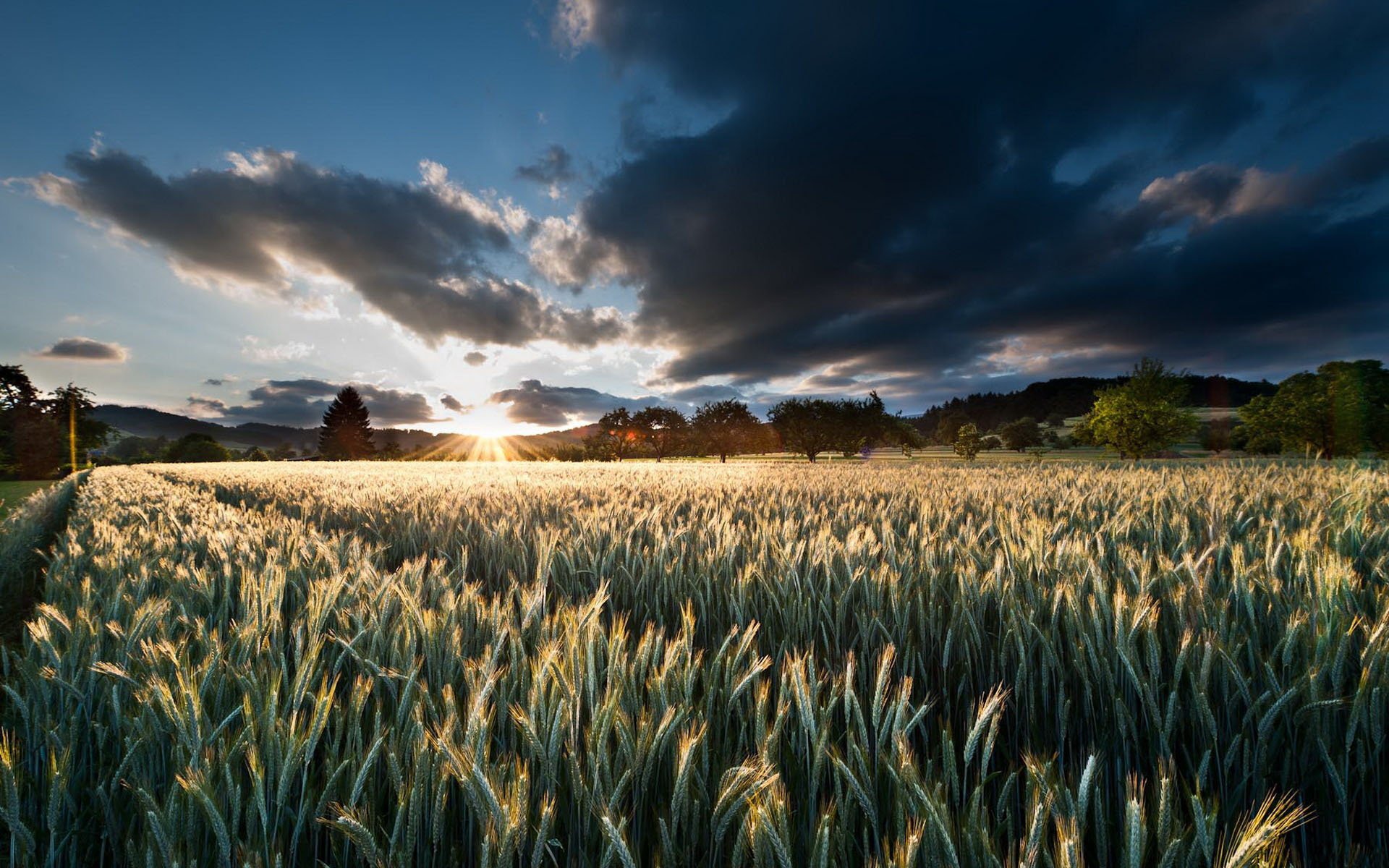 saf kichererbsen sonnenuntergang bäume himmel feld ährchen sonne wolken