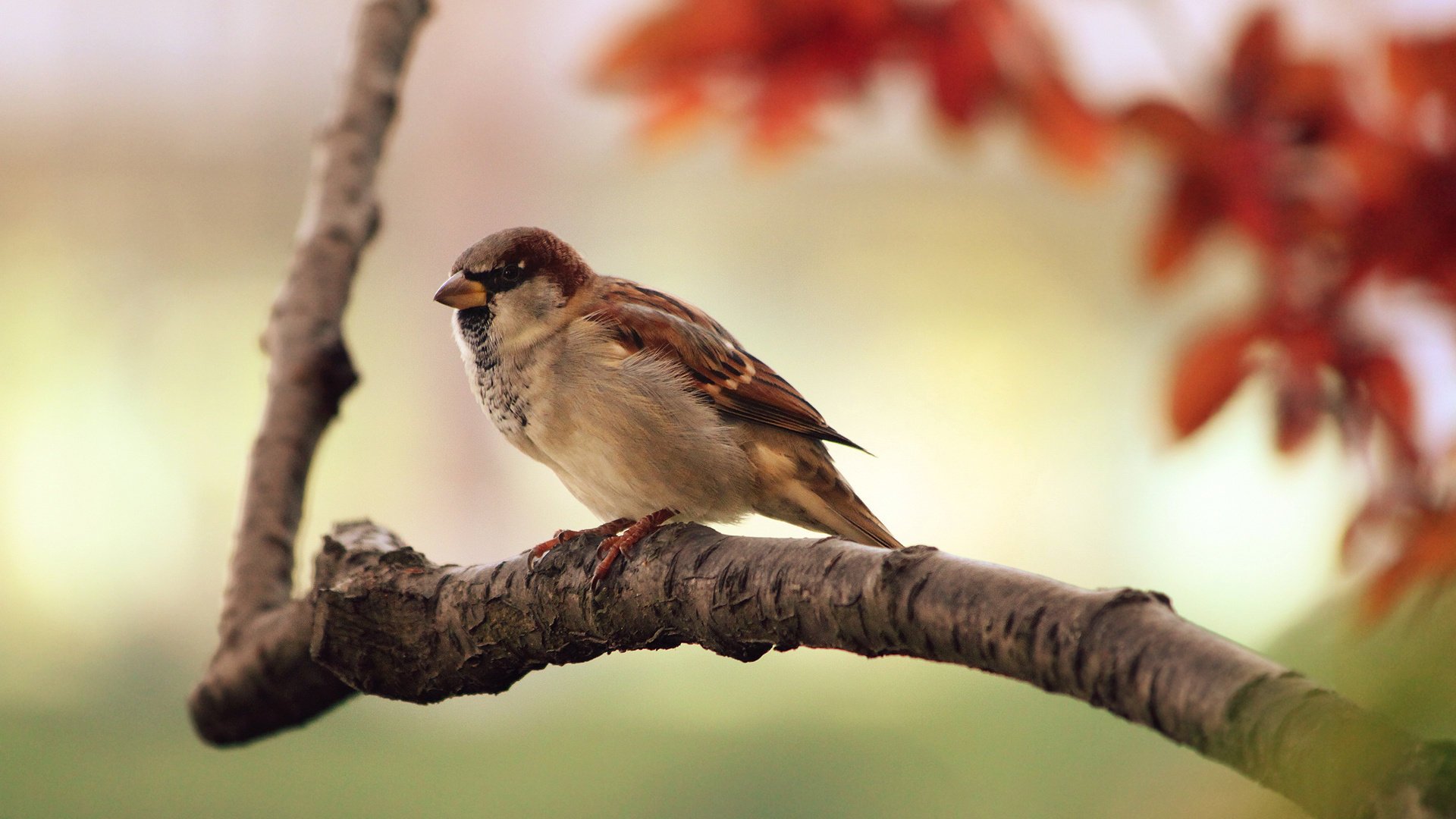 gorrión aves naturaleza plumas animales otoño