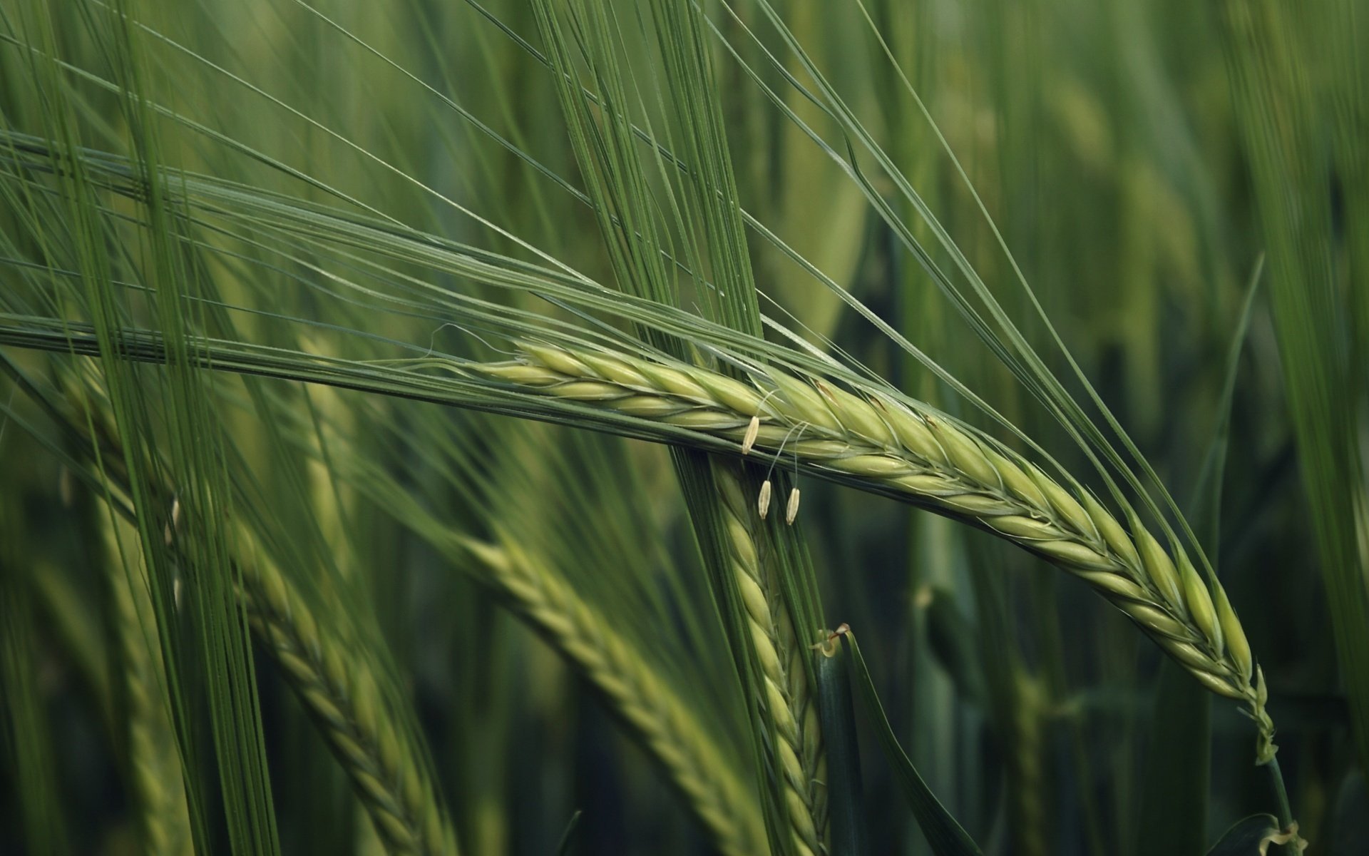 tsv neck makro ährchen feld weizen grüns sommer getreide