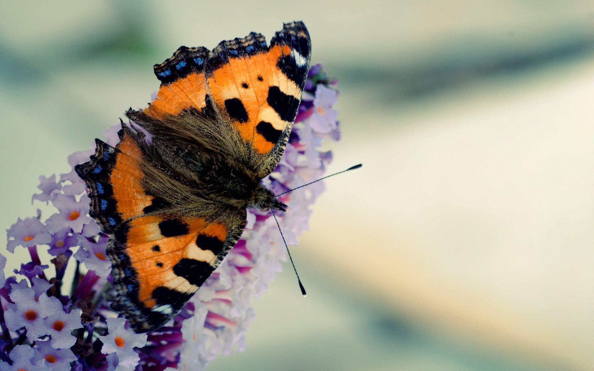 kwiaty motyl skrzydła wzór kolory makro anteny owad natura wąsy zwierzęta