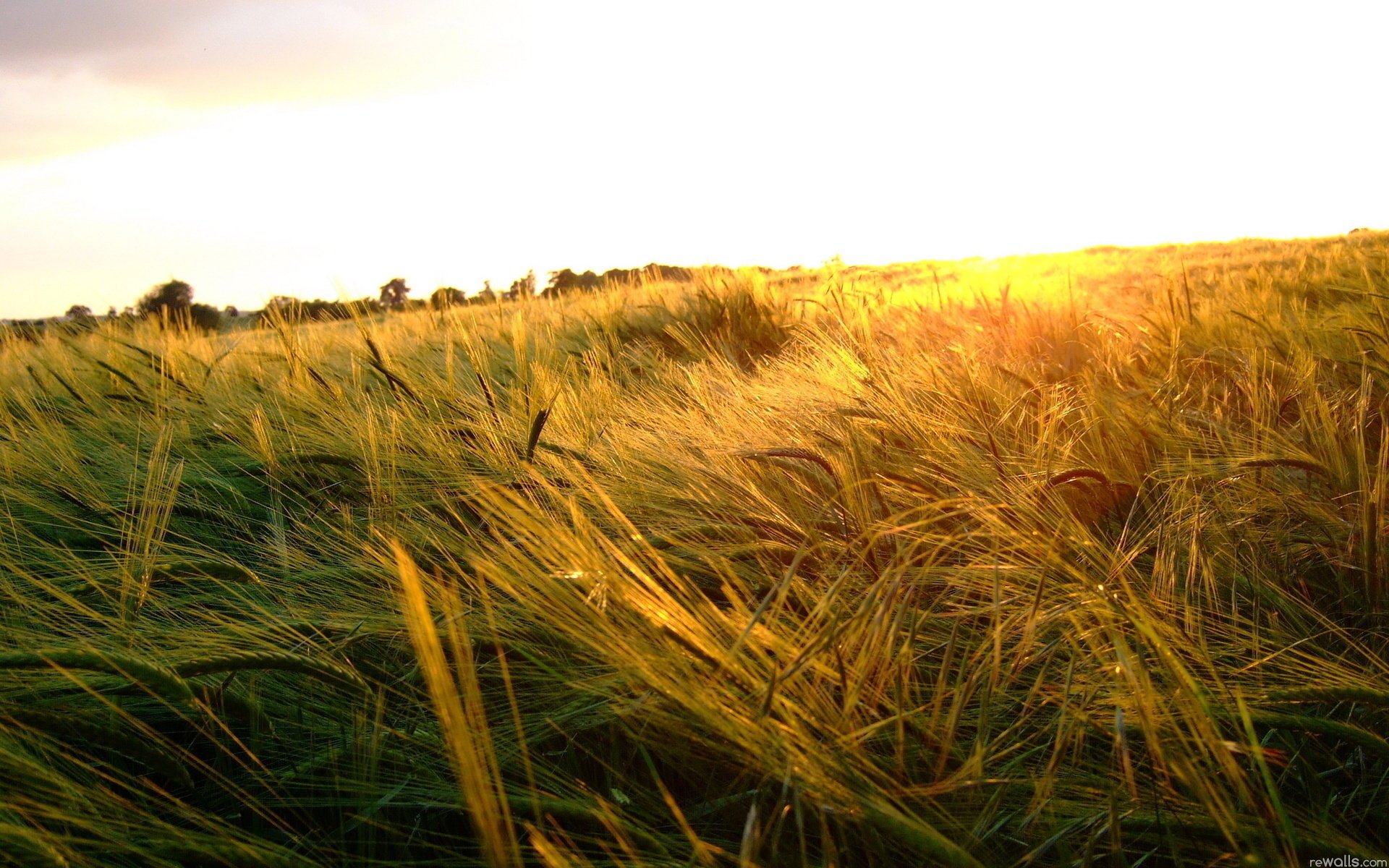 kochen köthen feld himmel ohren sommer sonne natur landschaft weizen