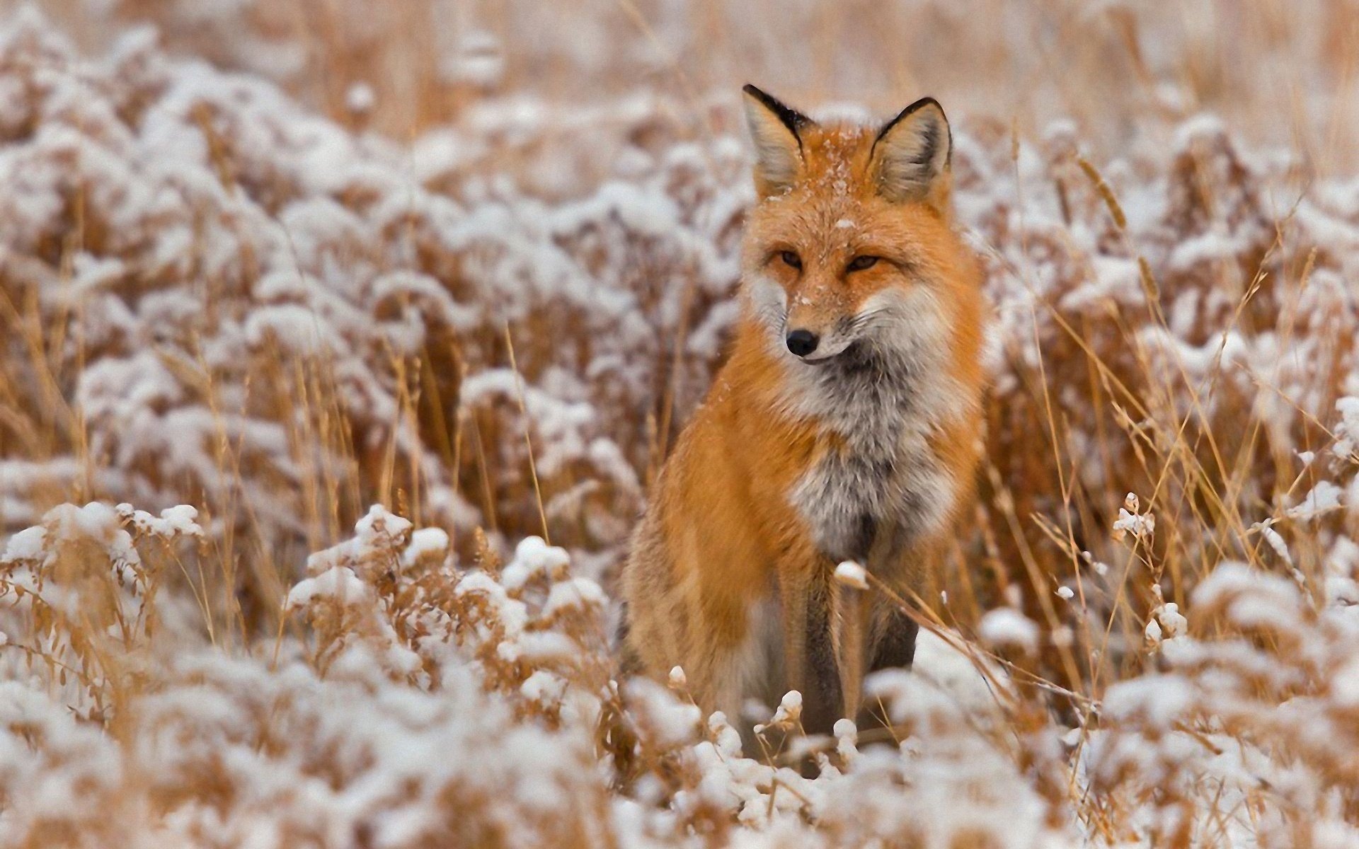 renard rouquine ruse esprit oreilles hiver animaux museau neige