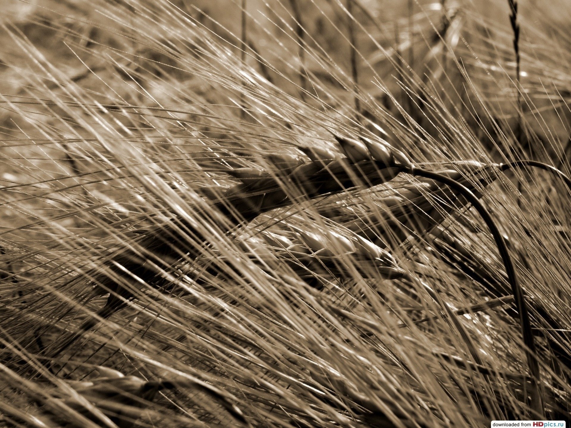 makro nev macro spighette grano foto seppia campo estate