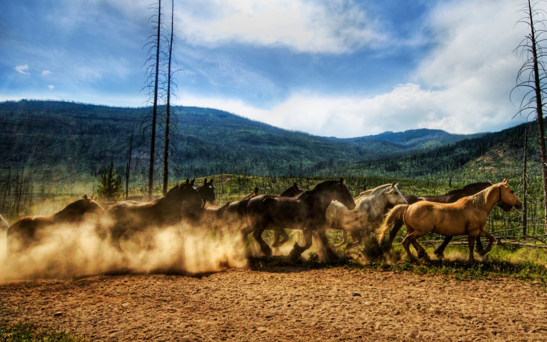 cocinar ket caballos caballos manada naturaleza polvo movimiento velocidad montañas paisaje animales campo caballos de carreras correr ungulados