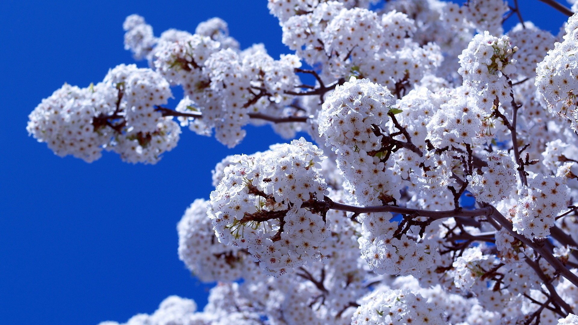 frühling blumen blüte himmel zweig