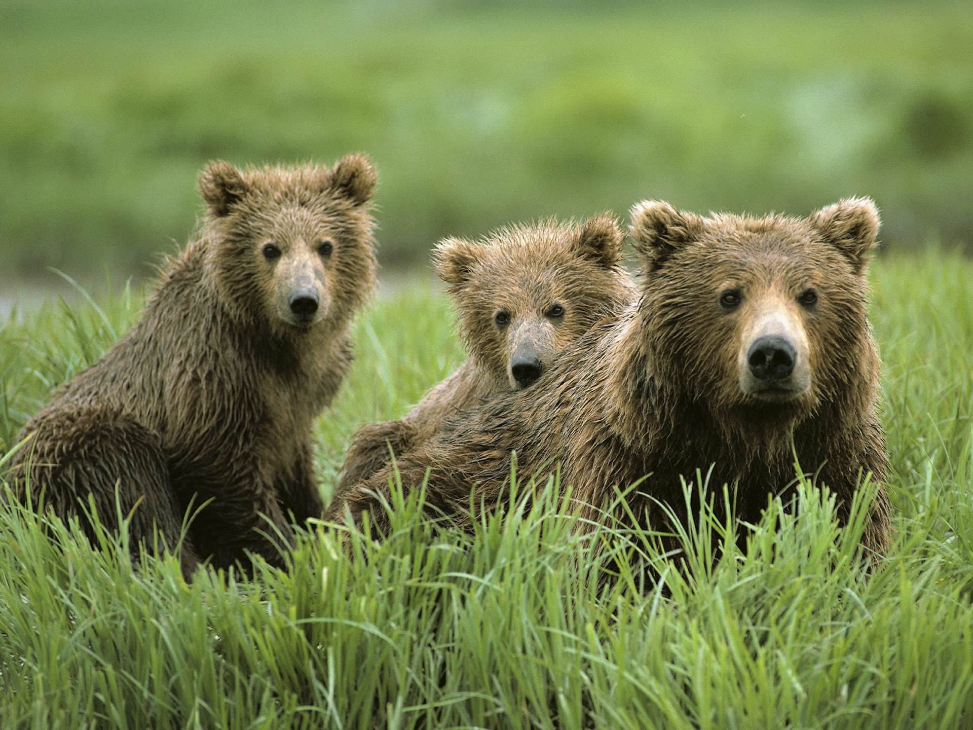 osos familia animales mente naturaleza pies zambos