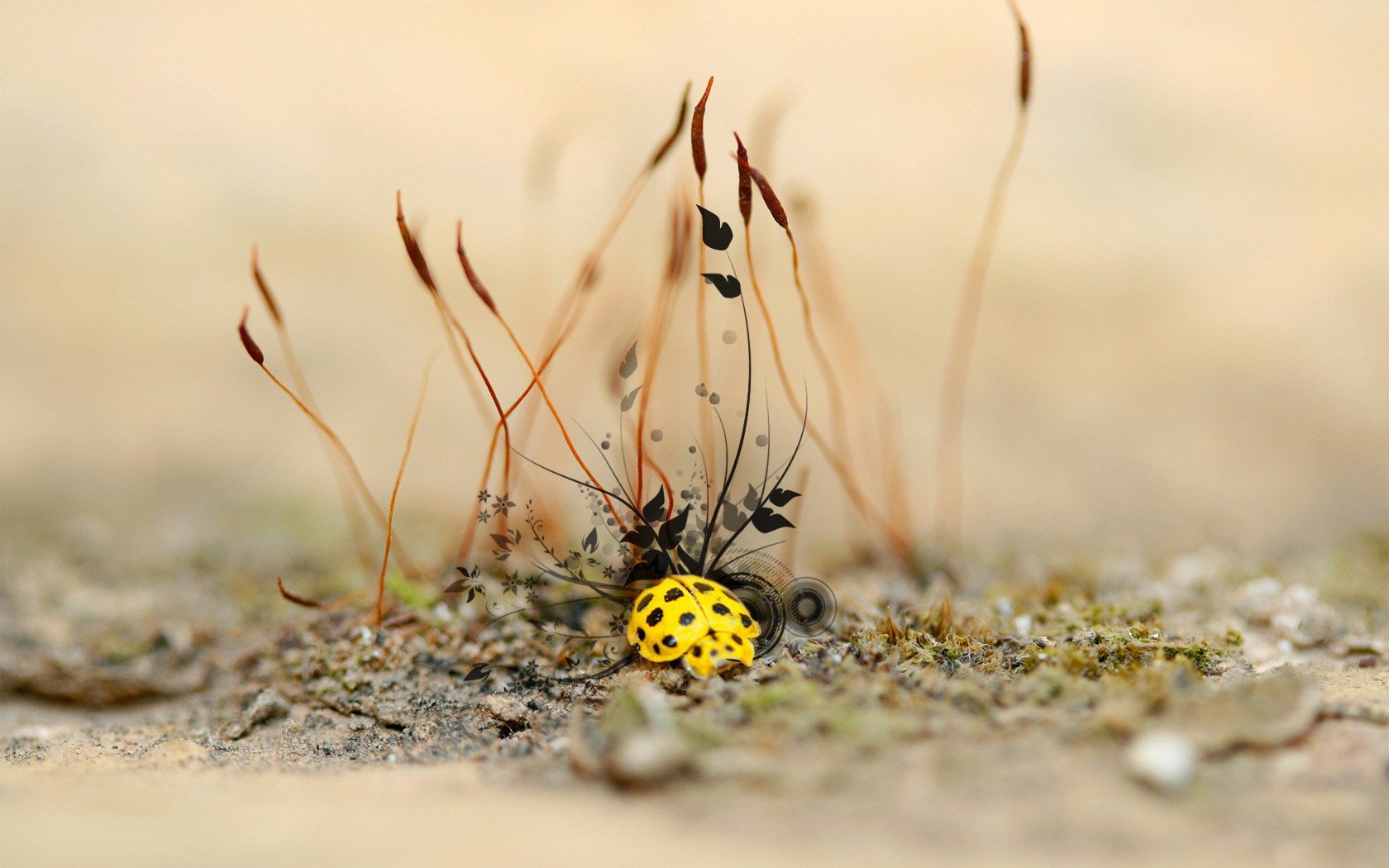 m acro sed ric tiere insekten käfer makro marienkäfer