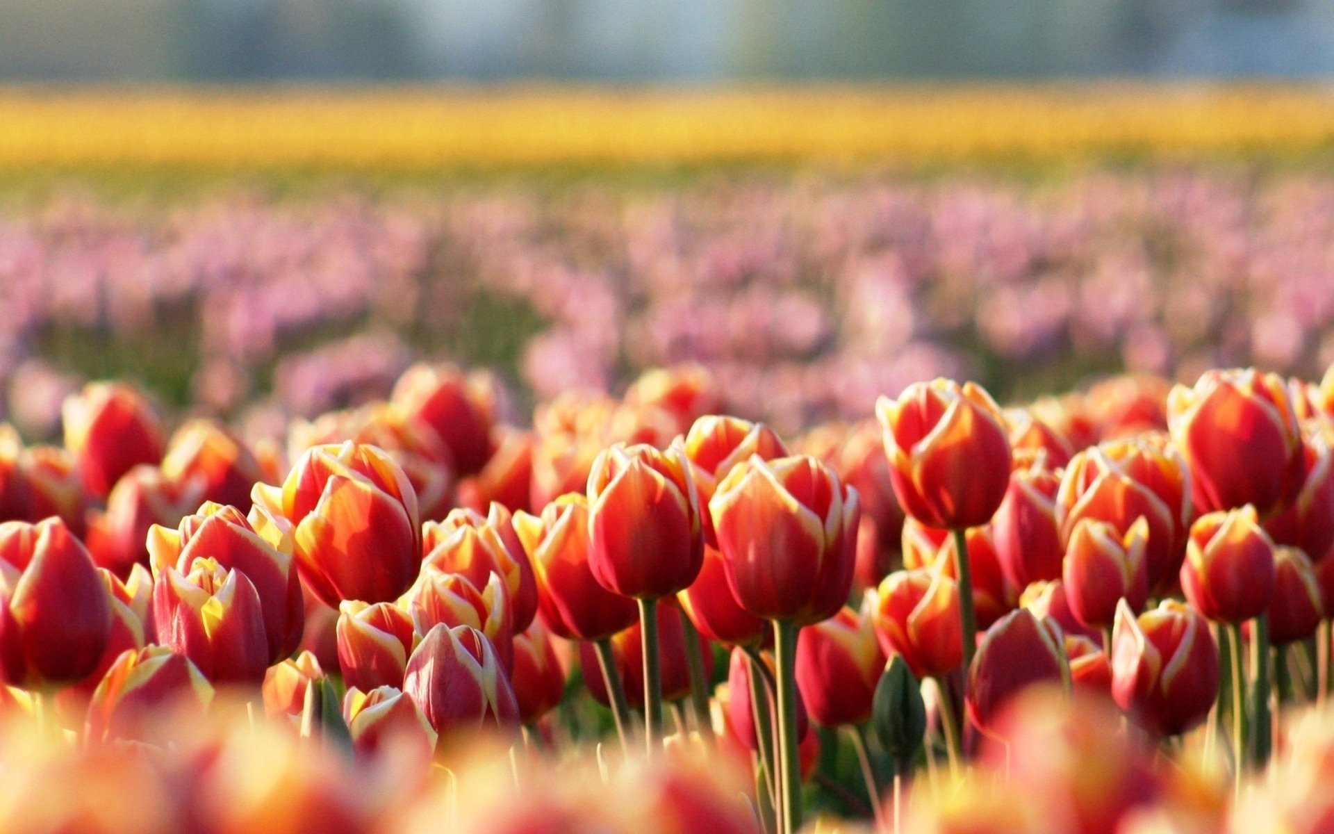 blumen tulpen frühling rot unschärfe lichtung blumenfeld