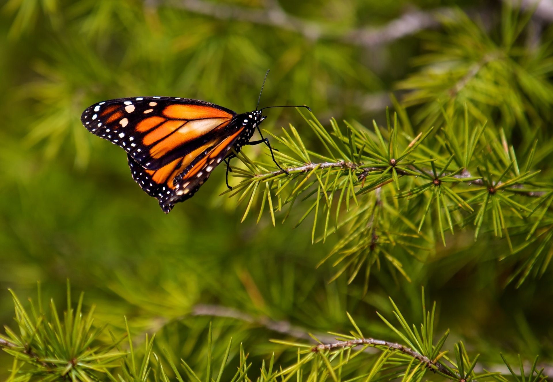 monarch schmetterling flügel muster farben makro antennen tiere insekten