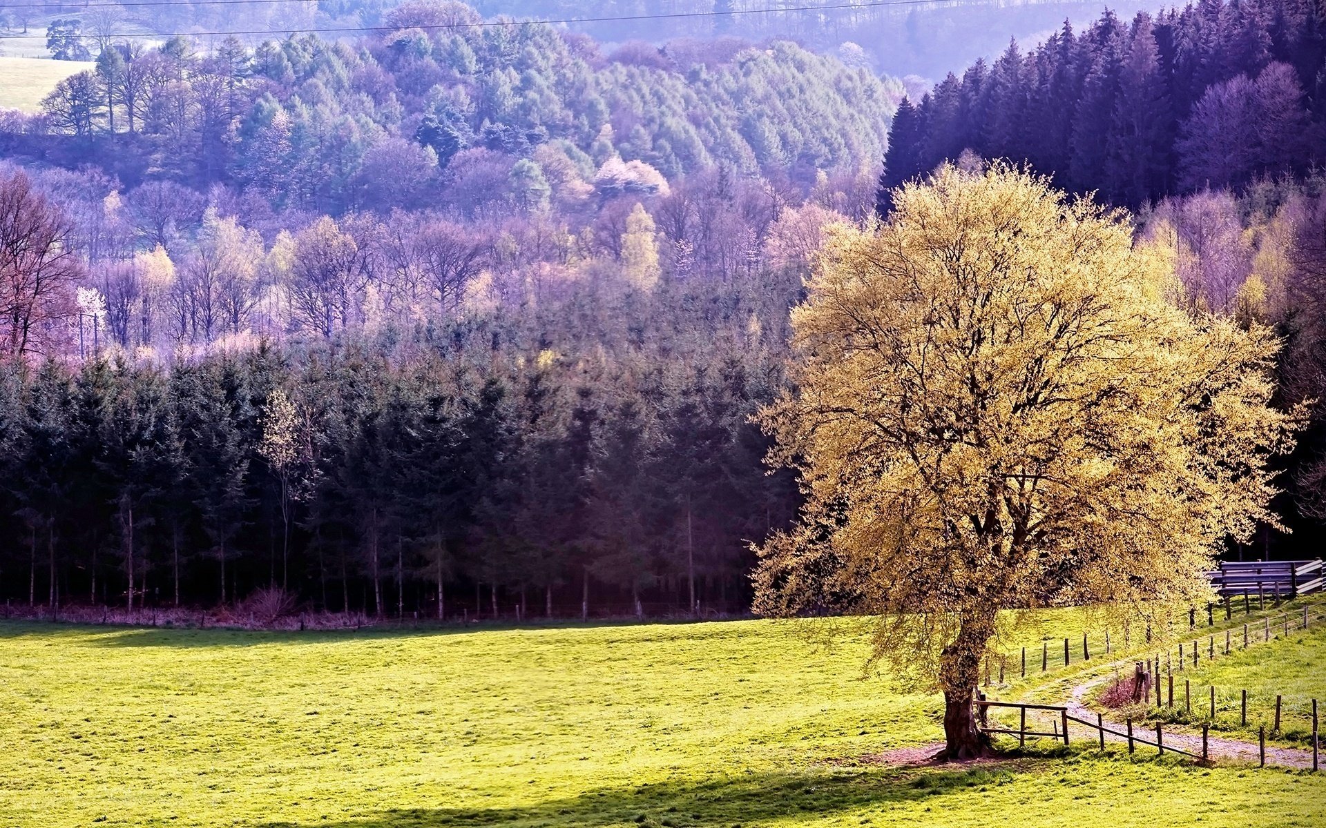 ed ric naturaleza montañas bosque árboles paisaje otoño matorral valla campo vegetación césped