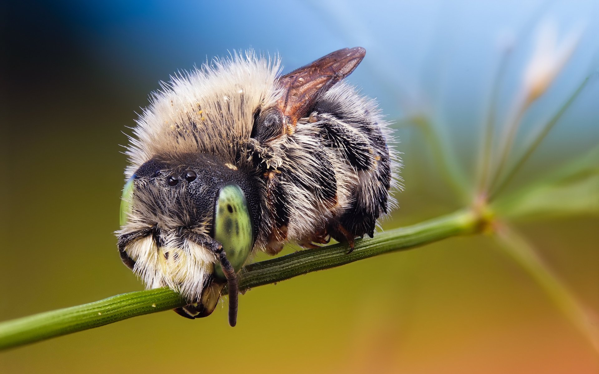 ed ric macro animaux insectes yeux